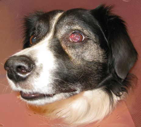 Keratomycosis in a dog